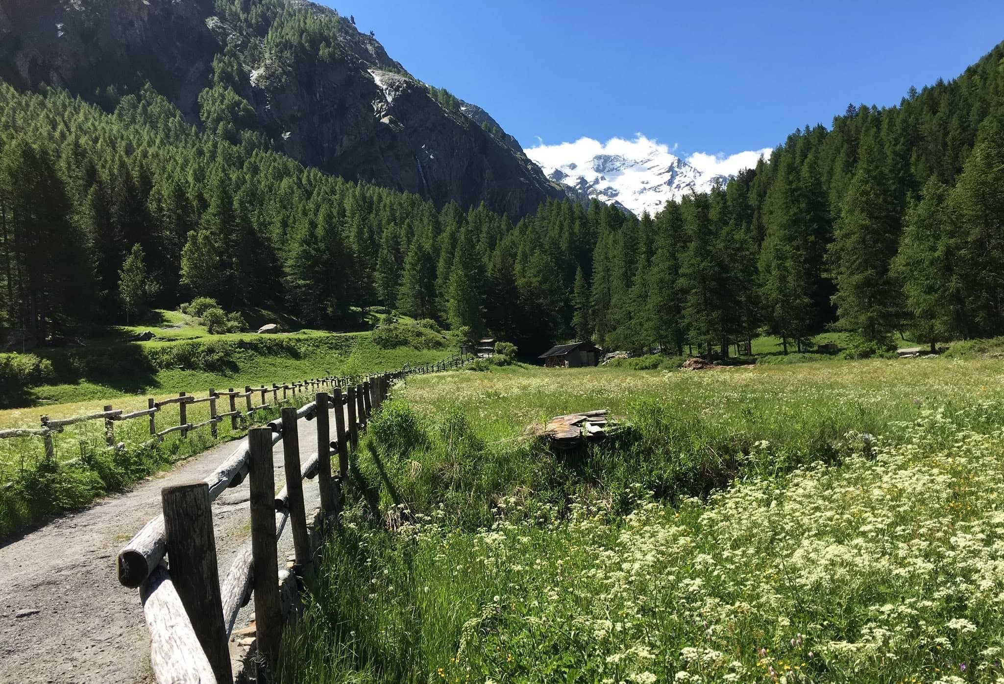 Lillaz au parc national du Grand Paradis